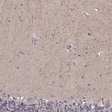 Anti-RIT2 antibody produced in rabbit Prestige Antibodies&#174; Powered by Atlas Antibodies, affinity isolated antibody