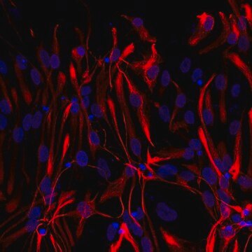 Anti-GFAP Antibody, Cy3 Conjugate from mouse, CY3 conjugate