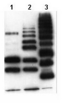 Anti-ubiquitinylierte Proteine-Antikörper, Klon FK2 clone FK2, Upstate&#174;, from mouse