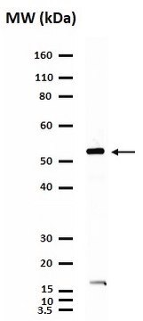 Anti-Nicotinic Acetylcholine Receptor &#945;7 Antibody Chemicon&#174;, from rabbit