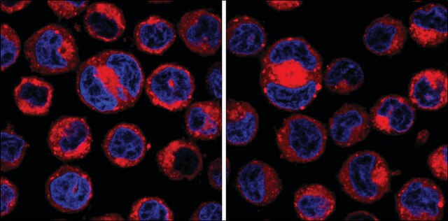 CellVue&#174; Claret Far Red Fluorescent Cell Linker Midi Kit for General Membrane Labeling Distributed for Phanos Technologies