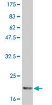 Monoclonal Anti-IL6 antibody produced in mouse clone 2D12, purified immunoglobulin, buffered aqueous solution