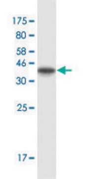 Monoclonal Anti-ATP2A3 antibody produced in mouse clone 1B9, purified immunoglobulin, buffered aqueous solution