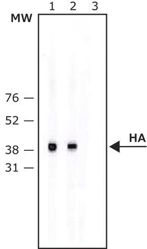 Monoklonaler ANTI-HA-Antikörper clone HA-7, purified from hybridoma cell culture