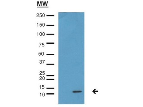 Anti-monomethyl Histone H4 (Lys20) Antibody from rabbit, purified by affinity chromatography