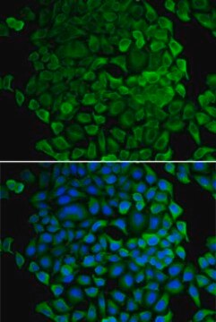 Anti-Cytochrome C antibody produced in rabbit