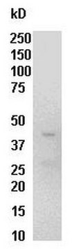 Raf-1 RBD Protein, GST, 300 &#181;g GST fusion-protein, corresponding to the human Ras Binding Domain (RBD, residues 1-149) of Raf-1, expressed in E. coli. with purity 50% at full length molecular weight 42 kDa. For use in Affinity Binding Assays