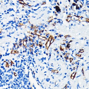 Anti-CD31/PECAM1 antibody produced in rabbit