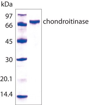 Chondroitinase&#160;AC aus Flavobacterium heparinum recombinant, expressed in E. coli, &#8805;200&#160;units/mg protein, For Chondroitin Sulfate Analysis