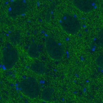 Monoclonal Anti-DAT antibody produced in mouse Prestige Antibodies&#174; Powered by Atlas Antibodies, clone CL3123, purified immunoglobulin, buffered aqueous glycerol solution