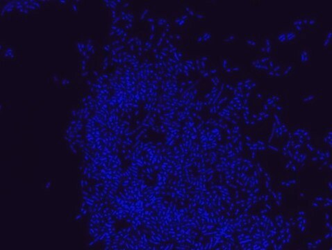 Eubacteria FISH probe - ATTO488 Probe for fluorescence in situ hybridization (FISH), 20 &#181;M in water