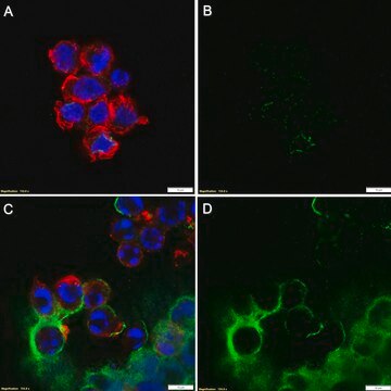 Anti-Phosphatidylserine Antibody, clone 1H6 ZooMAb&#174; Mouse Monoclonal recombinant, expressed in HEK 293 cells