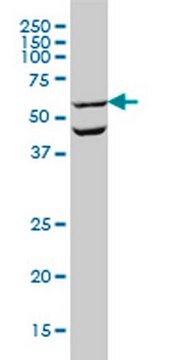 Anti-OCLN Mouse mAb (1G7) liquid, clone 1G7, Calbiochem&#174;