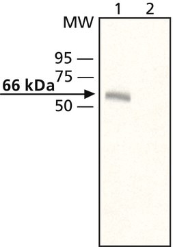 Anti-Munc-18-3 in Kaninchen hergestellte Antikörper affinity isolated antibody, buffered aqueous solution