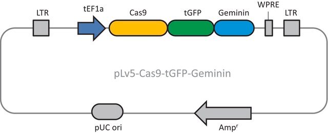 Cas9 Geminin plasmid