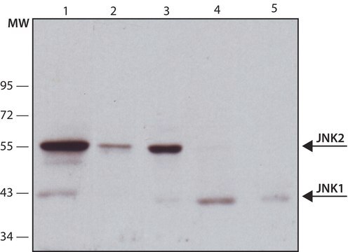 Anti-JNK antibody, Mouse monoclonal clone 1C2, purified from hybridoma cell culture