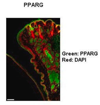 Anti-PPARG (AB1) antibody produced in rabbit IgG fraction of antiserum