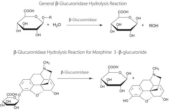 &#946;&#946;-Glucuronidase aus E. coli Type IX-A, lyophilized powder, 1,000,000-5,000,000&#160;units/g protein (30 min assay)