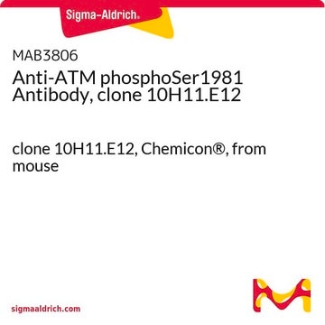 Anti-ATM phosphoSer1981 Antibody, clone 10H11.E12 clone 10H11.E12, Chemicon&#174;, from mouse