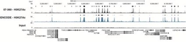 Anti-acetyl-Histone H3 (Lys27) Antibody serum, Upstate&#174;