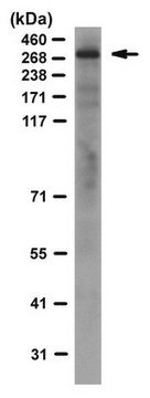 Anti-ATRX Antibody, clone 39f clone 39F, from mouse