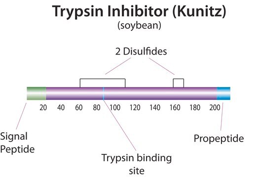 Trypsin-Inhibitor aus Glycine max (soybean) lyophilized powder