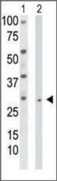 Anti-TK2 (N-term) antibody produced in rabbit IgG fraction of antiserum, buffered aqueous solution