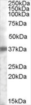 Anti-TROP2 antibody produced in goat affinity isolated antibody, buffered aqueous solution