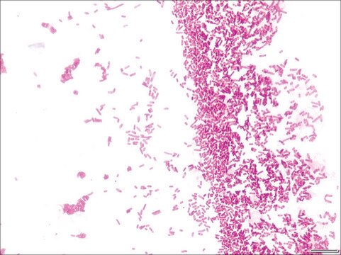 Gram stain for films