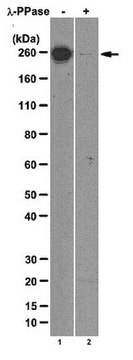 Anti-RNA-Polymerase&nbsp;II-Untereinheit&nbsp;B1 (Phospho-CTD Ser-7)-Antikörper, Klon 4E12 clone 4E12, from rat