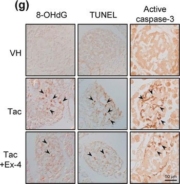 Anti-Caspase 3 Antibody, active (cleaved) form Chemicon&#174;, from rabbit