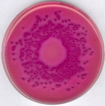 GranuCult&#174; VRBD (Violet Red Bile Dextrose) agar acc. EP, USP, JP and ISO 21528, For the detection and enumeration of Enterobacteriaceae