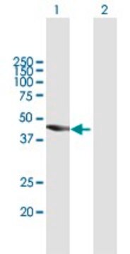 Anti-TBC1D16 antibody produced in mouse purified immunoglobulin, buffered aqueous solution