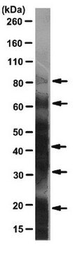 Anti-DNP Antibody, clone 9H8.1 clone 9H8.1, from mouse