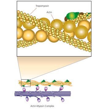 Tropomyosin from porcine muscle lyophilized powder (contains Tris buffer salts)