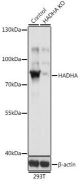 Anti-HADHA antibody produced in rabbit