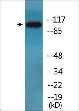 Anti-phospho-DDR1 (pTyr513) antibody produced in rabbit affinity isolated antibody