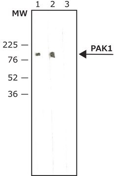 Anti-phospho-PAK1 (pThr212) antibody, Mouse monoclonal clone PK-18, purified from hybridoma cell culture