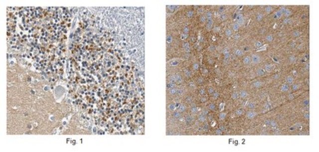 Anti-NEGR1, clone 4H2.1 Antibody clone 4H2.1, from mouse