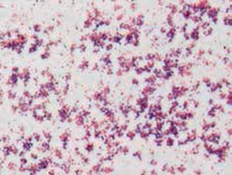 Gram-Jod -Lösung for microscopy