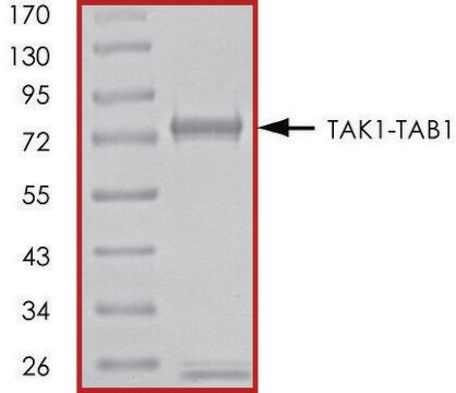 TAK1-TAB1 (1-303), (437-end), active, GST tagged human PRECISIO&#174; Kinase, recombinant, expressed in baculovirus infected Sf9 cells, &#8805;70% (SDS-PAGE), buffered aqueous glycerol solution