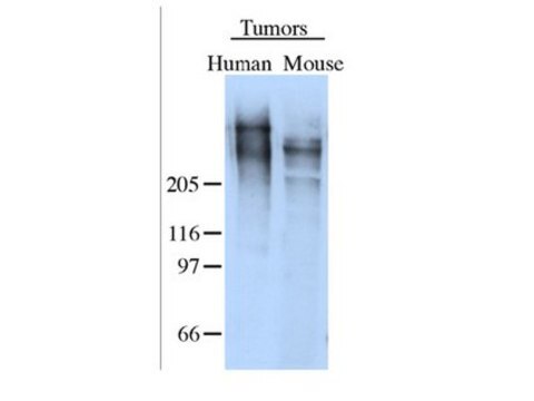 Anti-Tenascin-Antikörper Chemicon&#174;, from rabbit