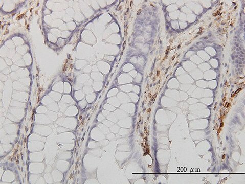 Monoclonal Anti-ANXA5 antibody produced in mouse clone 1F4-1A5, purified immunoglobulin, buffered aqueous solution