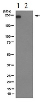 Anti-RNA-Polymerase&nbsp;II-Untereinheit&nbsp;B1 (Phospho-CTD Ser-7)-Antikörper, Klon 4E12 culture supernatant, clone 4E12, from rat