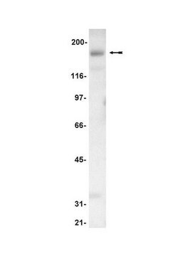 Anti-Kalirin Antibody Upstate&#174;, from rabbit