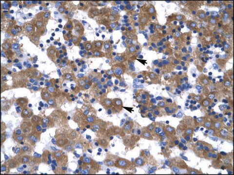 Anti-VDAC1 IgG fraction of antiserum