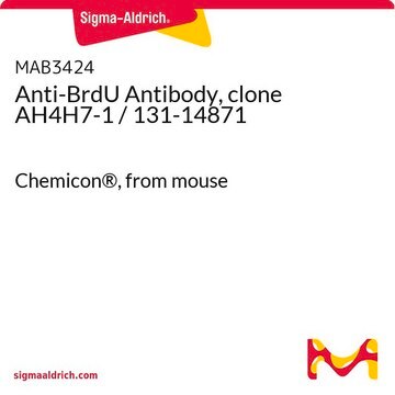 Anti-BrdU-Antikörper, Klon AH4H7-1 / 131-14871 Chemicon&#174;, from mouse