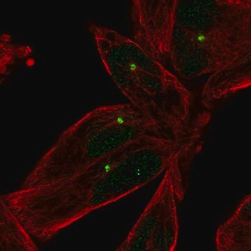 Anti-E2F1 antibody produced in rabbit Prestige Antibodies&#174; Powered by Atlas Antibodies, affinity isolated antibody