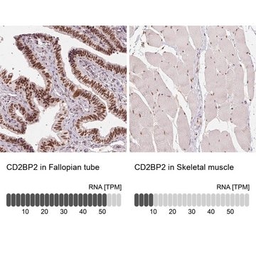 Anti-CD2BP2 antibody produced in rabbit Prestige Antibodies&#174; Powered by Atlas Antibodies, affinity isolated antibody, buffered aqueous glycerol solution