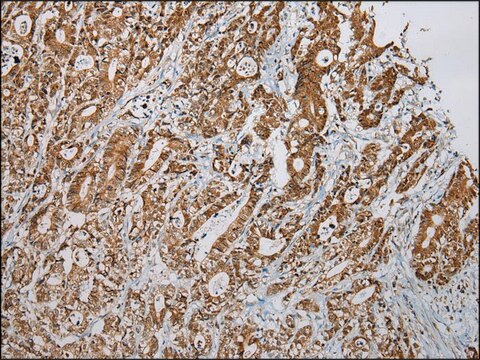 Anti-LSAMP affinity isolated antibody